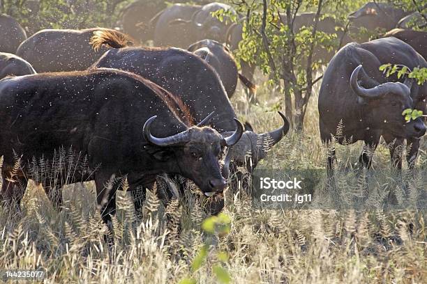 Syncerus Caffer Buffalo - Fotografie stock e altre immagini di Animale selvatico - Animale selvatico, Bufalo africano, Colore nero
