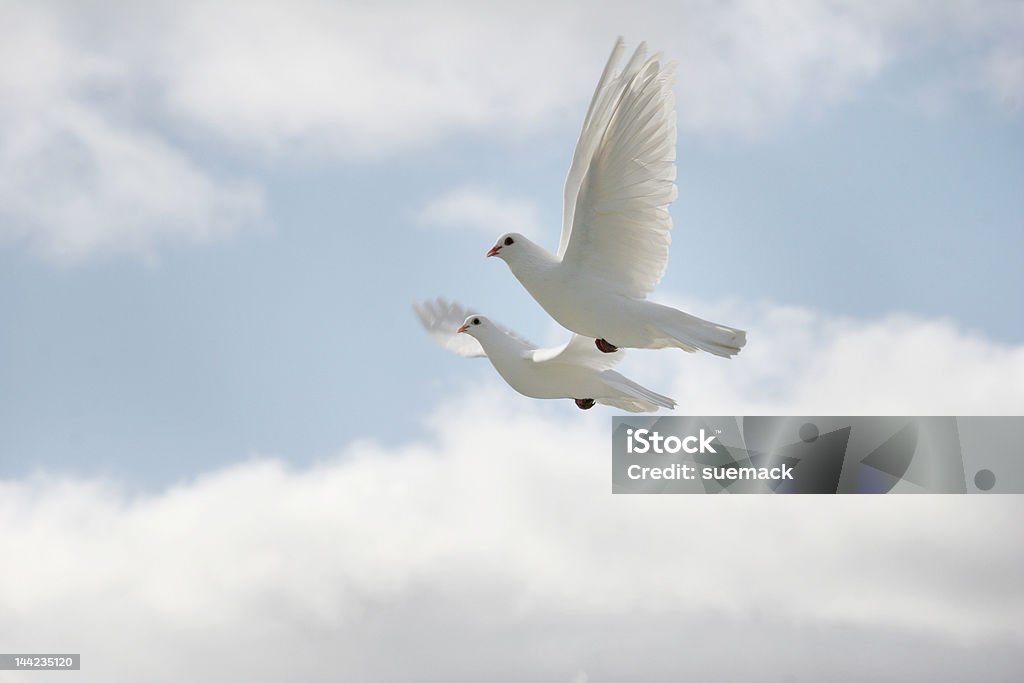 Dos palomas blancas volando - Foto de stock de Blanco - Color libre de derechos