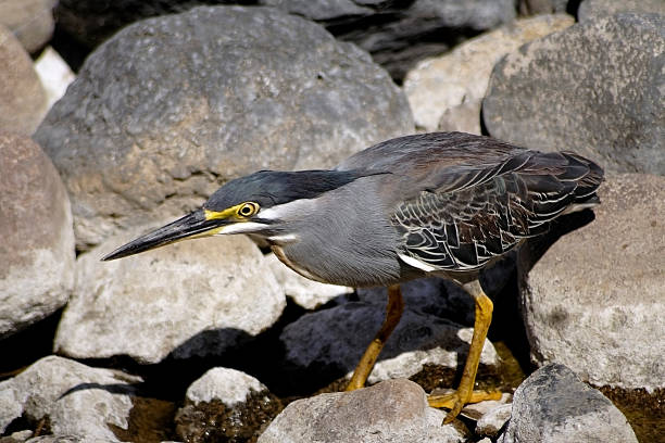 Butorides striatus, Greenback Heron stock photo