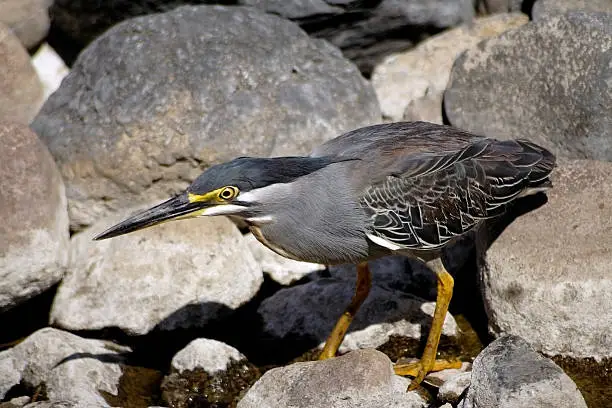 Photo of Butorides striatus, Greenback Heron