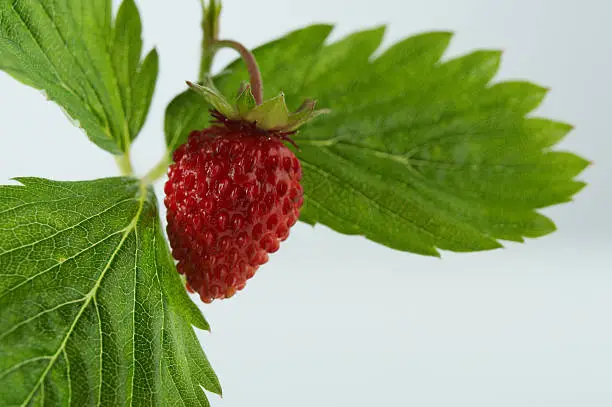 Close-up of wild strawberry branch on white background.
