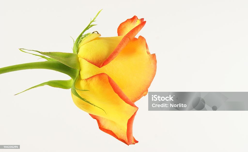 rose - Foto de stock de Abierto libre de derechos