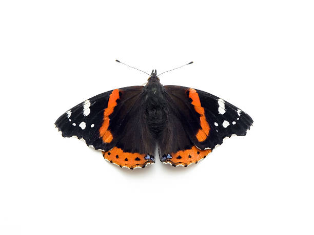 Red Admiral Butterfly stock photo
