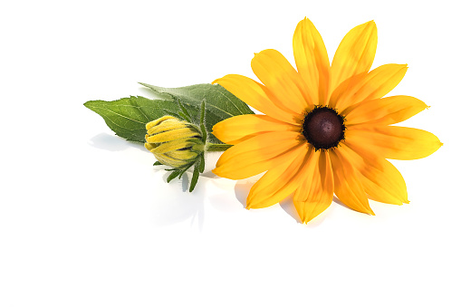 On a white background, a fresh inflorescence of a yellow decorative rudbeckia close-up.