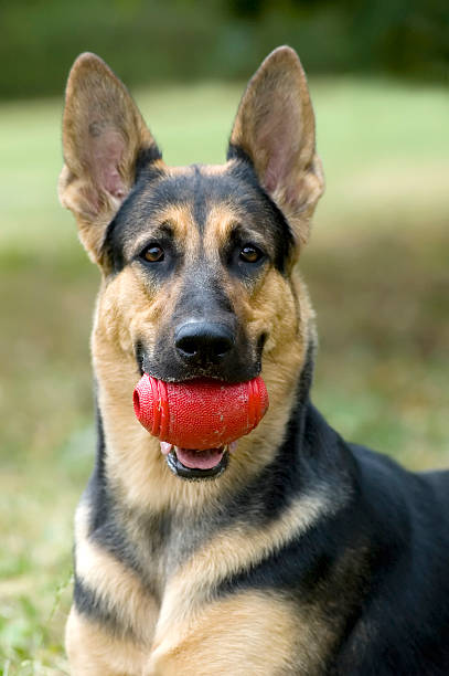 istock German shepherd with red ball - portrait ourdoor 144235668