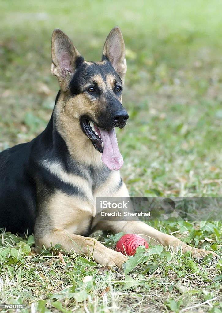 Perro pastor de retrato con red de bola - Foto de stock de Actuación - Representación libre de derechos