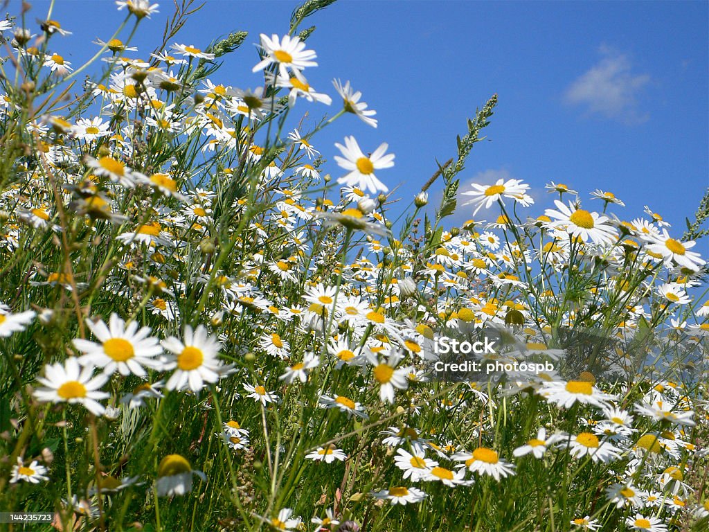 Camomille - Photo de Beauté libre de droits