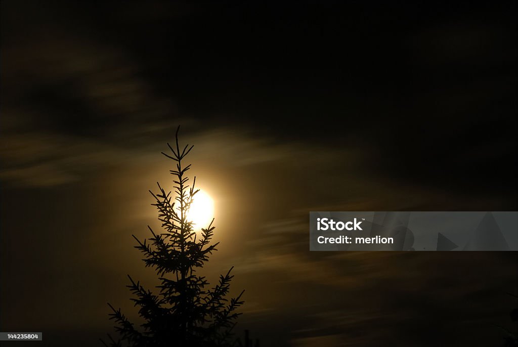 Mystic notte in una foresta - Foto stock royalty-free di Ambientazione esterna