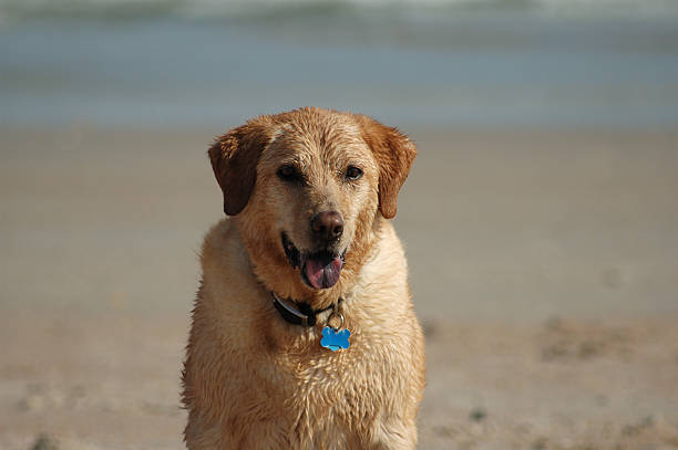 istock Dog sitting at the beach 144235915