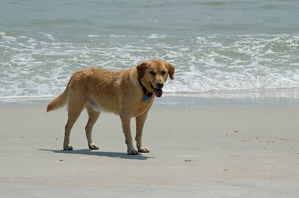 istock Dog standing on the beach 144235919