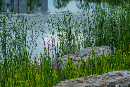 green plant landscape on the lake