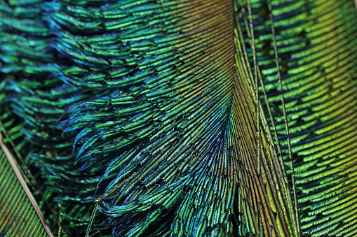 Beautiful single peacock feather closeup shot, top, green feather.