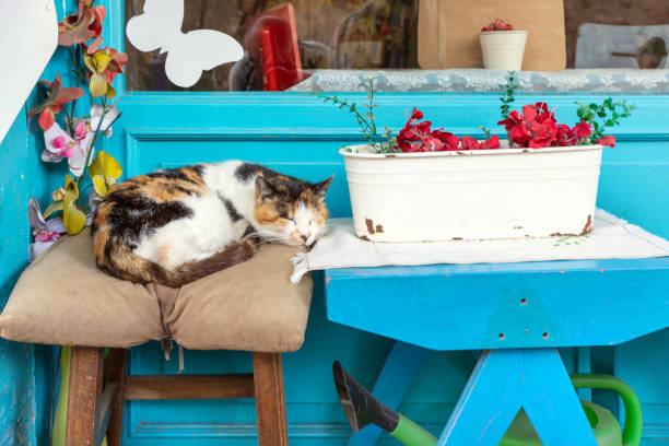 The cat sleeps in a small family restaurant in the Balat district of Istanbul, Turkey