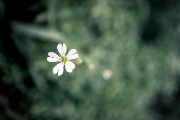 istock Saponaria officinalis medicinal plant - view from above 1442362109