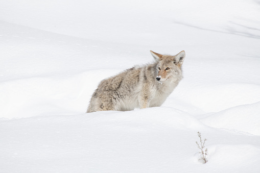 Coyote in deep snow is ever alert to signs of its primary prey; vole and mouse - in Yellowstone National Park, northwest Wyoming, USA.