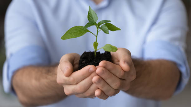 istock Small seedling green plant sprout in caring young man hands 1442365008
