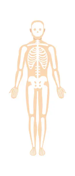 Vector illustration of Man skeletal system anatomy. Vector illustration