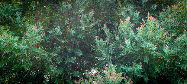 Background of Christmas tree branches, bright green young pine branches with needles. Pine forest