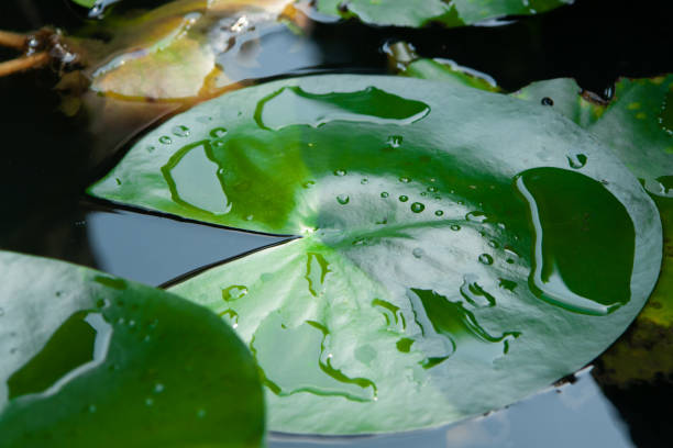 foglia di loto - lotus water lily lily water foto e immagini stock
