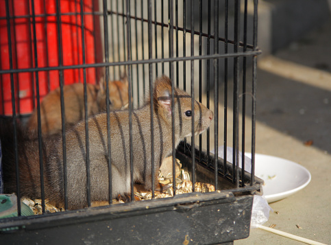 Squirrel in cage