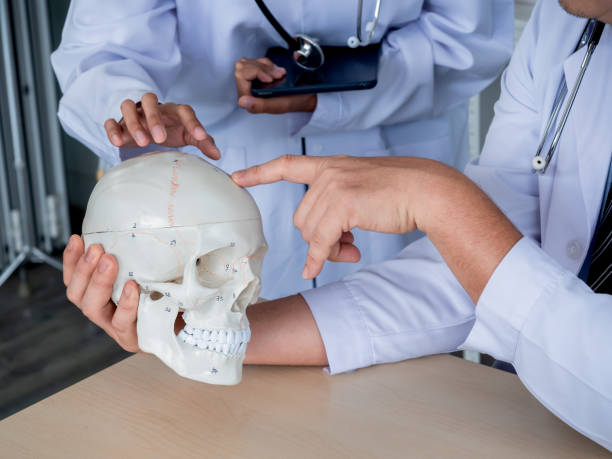 istock Two doctors in white uniforms talking, working together in medical office. Human skull model on desk in professional male doctor hand while provides knowledge and counseling to young female doctor. 1442372306