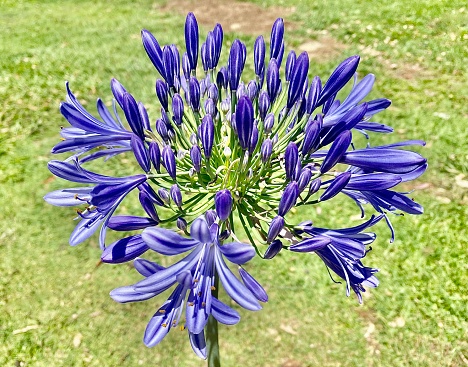 Horizontal close up of top of spring purple agapanthus flower in bloom against grass in country garden Bangalow NSW Australia