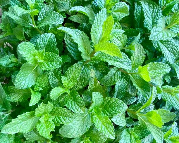 Common Mint Growing in Garden Horizontal close up full frame of vibrant green common mint leaves growing abundantly in organic country garden growing mint stock pictures, royalty-free photos & images