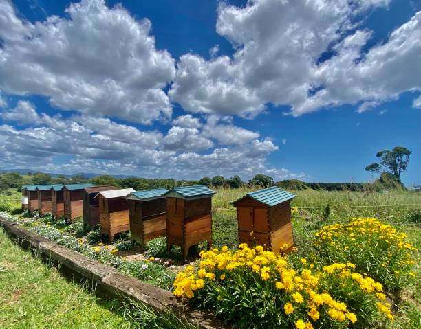 田舎の蜂の巣箱の列 - beehive rural scene bee outdoors ストックフォトと画像
