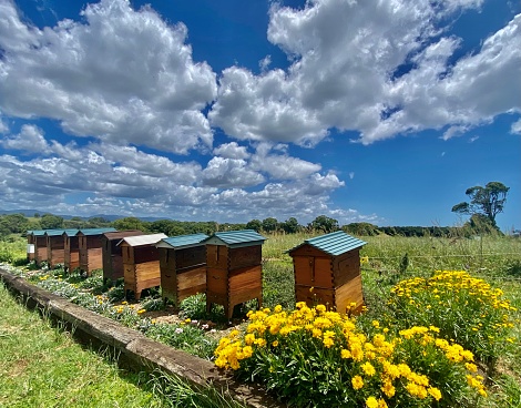 Horizontal landscape of a row of flow hive country bee hives housing buzzing honey bees getting pollen from flowers on rural land with yellow foreground flowers under cloudscape at The Farm Byron Bay NSW Australia