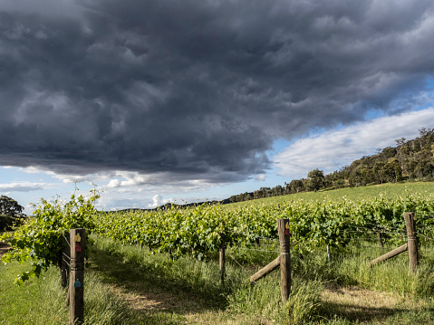 Storm clouds over vineyards in rural Victoria