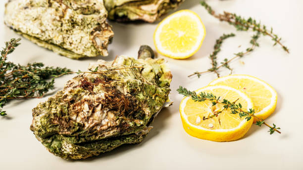 food banner. close-up fresh pacific oysters on a light background. lemon and oregano. selective focus. - pacific oyster imagens e fotografias de stock