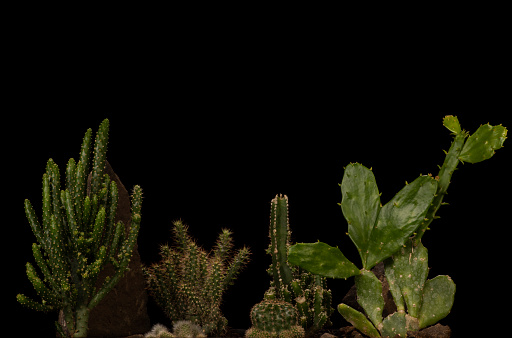 Small rhipsalis baccifera cactus which is Lipsalis