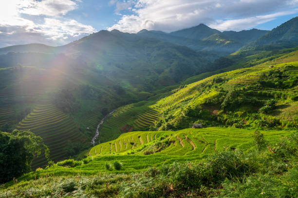 istock Terraced rice field in Mu Cang Chai, Vietnam 1442378511