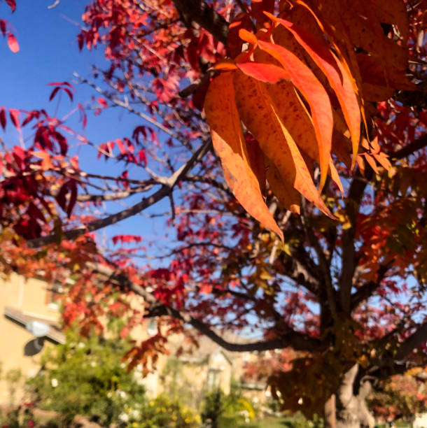 istock Fall leaves in Southern California 1442380535