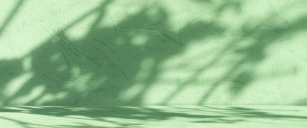 istock Blur Background Studio Room Autumn with Wall Shadow Leaves Plant 1442386400