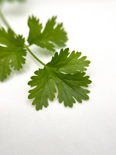 istock Coriander leaves in a white backgroud 1442387304