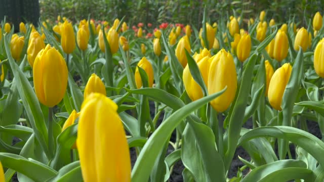 Tulip stock video