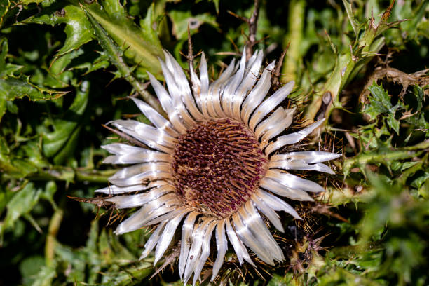 Carduus argentatus, Silver thistle, from the daisy family - Front shot - Derebucak district, Çamlık Caves National Park