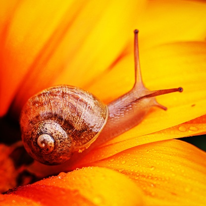 Orange flower with snail