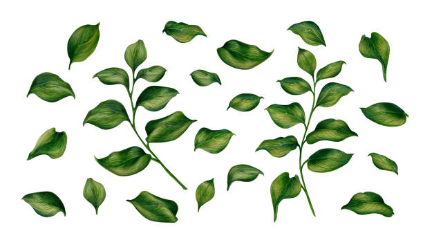 istock Hand drawn watercolor green branches with leaves for wedding, birthday, greeting card, menu, banner, border, stickers. Elements isolated on a white background 1442394762