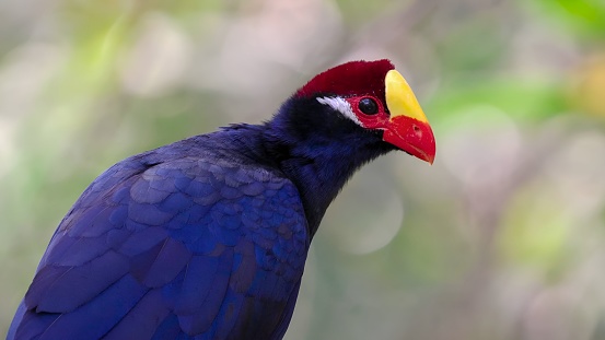 violet turaco, also known as the violaceous plantain eater (Musophaga violacea)