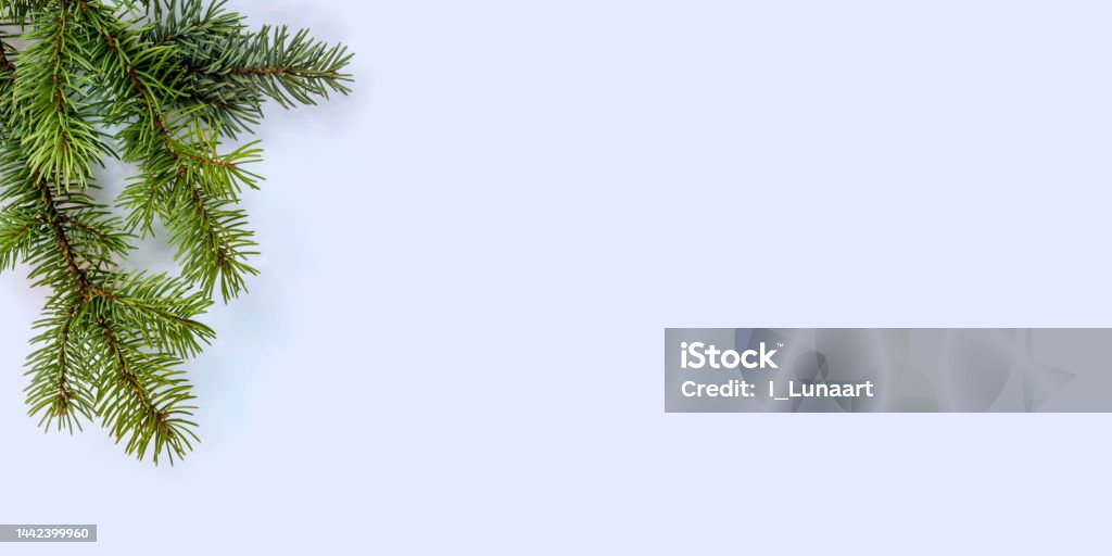 Winter background. Fir tree branches on a blue background,flat lay,Copy space Flat Lay Stock Photo