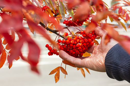 These clusters of red autumn berries appear at a roadside in Surrey in the London Borough of Merton, UK, where Swedish whitebeam is a popular roadside tree. The planting of such trees is part of urban planning. Related to mountain ash and English whitebeam, the Swedish whitebeam has the latin name ((Sorbus intermedia)). As the name 'intermedia' suggests, there is much similarity and variability between groups of ( Sorbus ) trees. The berries appear in late summer and autumn.