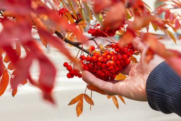 Branch with bright red rowanberries.Harvesting and seasonality concept. Sorbus medicinal plant Male hand holding berries outdoors, selective focus with copy space. Red ripe rowanberries with orange leaves in autumn, shallow DOF, bokeh background.Sorbus medicinal plant, bunch of berry on branch. rowanberry stock pictures, royalty-free photos & images