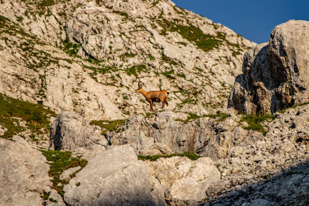 istock Chamois in Julian alps, Slovenia 1442400574