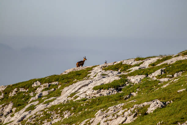 istock Chamois in Julian alps, Slovenia 1442401253