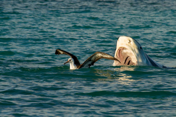 Tiger shark / Niuhi (Galeocerdo cuvier) albatros