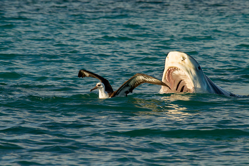 A tiger shark / Niuhi (Galeocerdo cuvier) albatros