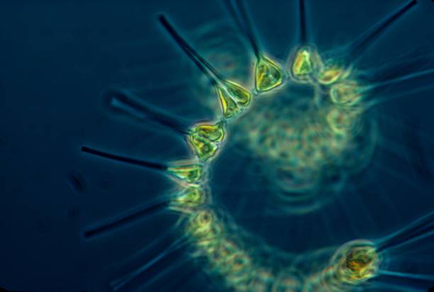 kleines, aber mächtiges phytoplankton sind die arbeiter des ozeans, sie dienen als basis des nahrungsnetzes - plankton stock-fotos und bilder