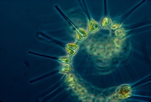 The small but mighty phytoplankton are the laborers of the ocean, they serve as the base of the food web